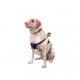 Крепление для GoPro на собаку (Fetch Dog Harness) (в надетом виде)