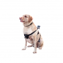 Hound dog fetch mount for GoPro