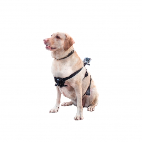 Hound dog fetch mount for GoPro (Fetch Dog Harness)