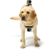 Кріплення-упряжка для собак GoPro Fetch Dog Harness, вид на собаці